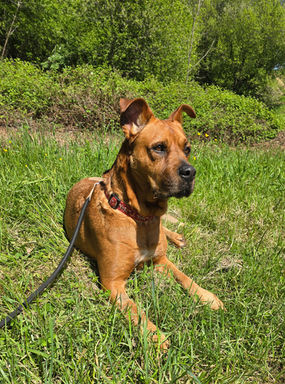 Chien dans la nature